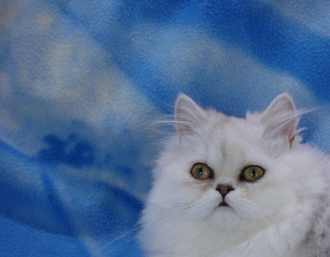Je vous présente Nuance Du Fouland De Xir, inscrite au LOOF; une jolie minette qui est aussi douce que belle .