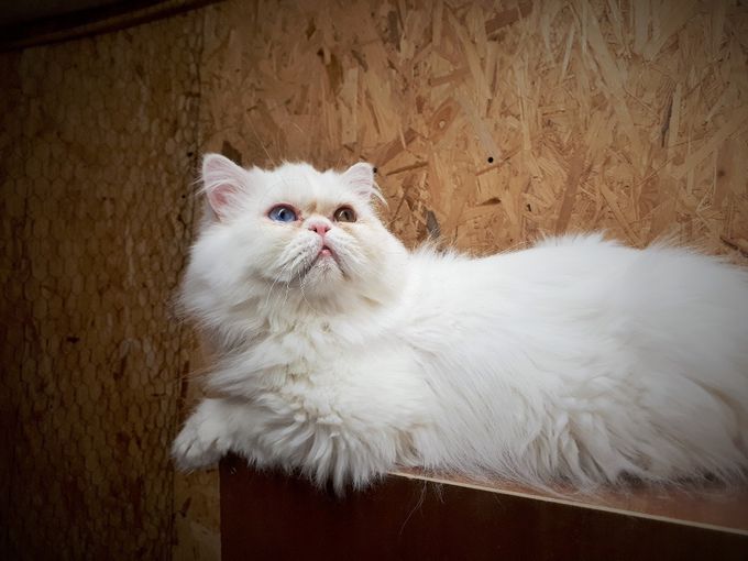Je vous présente Mister Love de Xir tout blanc avec de magnifiques yeux impaires ; un bleu et un vert or doré !
C'est un amour de chat,une véritable boite à ronron, à peine dans les bras.... il s'abandonne et se met à ronronner.....un peu sentimentale mon histoire avec cette lignée ....
A présent vit à la maison au sein de notre famille.