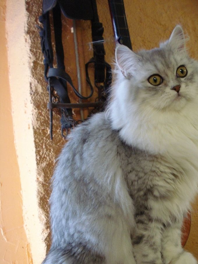 Je vous présente Nancy De Xir, que dire de cette jolie mademoiselle qui est quelque peu turbulente! mais si belle, que je lui pardonne ses bêtises.