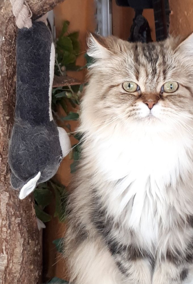 Je vous présente Orlanna De Xir, une jolie minette très espiègle, son passe temps favori....jouer et dormir...la vie de chat....OH !